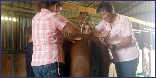 Equine Myofascial Release