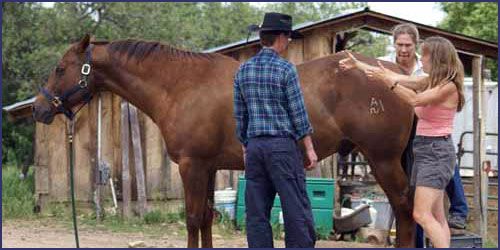 Equine Myofascial Release