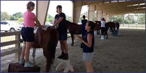 Equine Myofascial Release