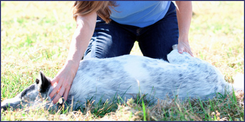 Equine Myofascial Release