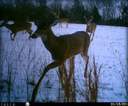 MoDeerHunts - Hunting Photos