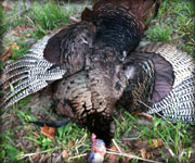 MoDeerHunts - Hunting Photos