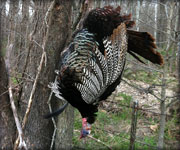 MoDeerHunts - Hunting Photos